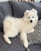 Samoyed Puppies for sale in Chicago, IL, USA. price: NA