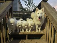 Samoyed Puppies for sale in Louisville, KY, USA. price: NA