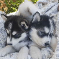 Samoyed Puppies for sale in Keansburg, NJ, USA. price: NA