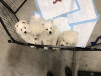 Samoyed Puppies for sale in Reno, NV, USA. price: NA