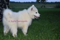 Samoyed Puppies for sale in Athens, WI 54411, USA. price: NA