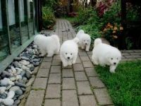 Samoyed Puppies for sale in Kent, WA, USA. price: NA