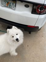Samoyed Puppies for sale in Fort Lauderdale, FL 33317, USA. price: NA