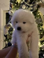Samoyed Puppies for sale in Billings, MT, USA. price: $2,000
