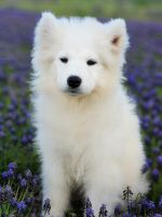 Samoyed Puppies for sale in 9776 TX-171, Itasca, TX 76055, USA. price: NA