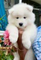 Samoyed Puppies for sale in Rising Sun, IN 47040, USA. price: $2,500