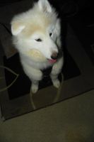 Samoyed Puppies for sale in Dallas, GA 30132, USA. price: $1,900