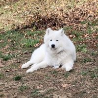 Samoyed Puppies for sale in Keytesville, MO 65261, USA. price: NA