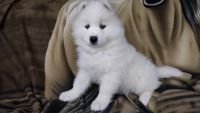 Samoyed Puppies for sale in Knoxville, PA 16928, USA. price: $1,500