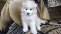 Samoyed Puppies for sale in Knoxville, PA 16928, USA. price: $1,500