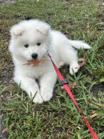 Samoyed Puppies for sale in Lutz, Florida. price: $3,500