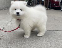 Samoyed Puppies for sale in Plaza Ct, Aberdeen, MD 21001, USA. price: $500