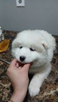 Samoyed Puppies for sale in Detroit, Michigan. price: $1,200