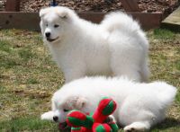 Samoyed Puppies for sale in Jacksonville, FL, USA. price: NA