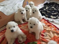 Samoyed Puppies for sale in California St, San Francisco, CA, USA. price: NA