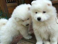 Samoyed Puppies for sale in Laredo, TX, USA. price: NA