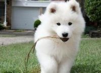Samoyed Puppies for sale in Los Angeles, CA 90015, USA. price: NA
