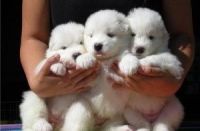 Samoyed Puppies for sale in Washington Ave, St. Louis, MO, USA. price: NA