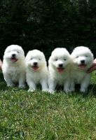 Samoyed Puppies for sale in Clifton, NJ, USA. price: NA
