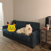 Samoyed Puppies for sale in Tempe, AZ, USA. price: NA
