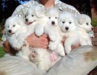 Samoyed Puppies for sale in Calhoun Rd, Houston, TX, USA. price: NA