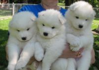 Samoyed Puppies for sale in Laredo, TX, USA. price: NA