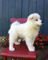 Samoyed Puppies for sale in Richmond, CA, USA. price: NA