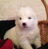 Samoyed Puppies for sale in Dallas, TX 75207, USA. price: NA