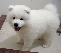 Samoyed Puppies for sale in Clifton, NJ, USA. price: NA
