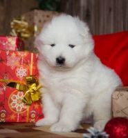 Samoyed Puppies for sale in Stewarts Point, CA 95480, USA. price: NA