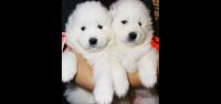 Samoyed Puppies for sale in Bozeman, MT, USA. price: NA