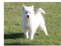 Samoyed Puppies for sale in TX-121, McKinney, TX, USA. price: NA