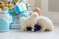 Samoyed Puppies for sale in Richmond, VA, USA. price: NA