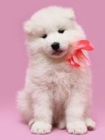 Samoyed Puppies for sale in Birmingham, AL, USA. price: NA