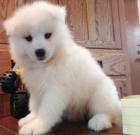 Samoyed Puppies for sale in Peoria, AZ, USA. price: NA