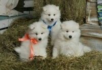 Samoyed Puppies for sale in Denver, CO, USA. price: NA