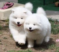 Samoyed Puppies for sale in Houston, TX, USA. price: NA