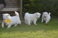 Samoyed Puppies for sale in Charleston, WV, USA. price: NA