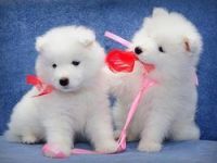 Samoyed Puppies for sale in Cheyenne, WY, USA. price: NA