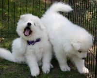 Samoyed Puppies for sale in Lexington, KY, USA. price: NA