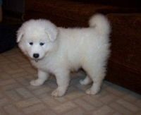 Samoyed Puppies for sale in Burlington, VT, USA. price: NA