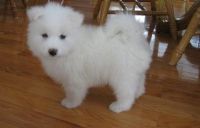 Samoyed Puppies for sale in Grand Rapids, MI, USA. price: NA