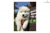 Samoyed Puppies for sale in Hollywood, FL, USA. price: NA