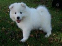 Samoyed Puppies for sale in Jersey City, NJ, USA. price: NA