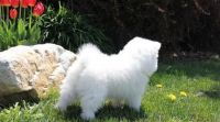 Samoyed Puppies for sale in Wyoming, MI, USA. price: NA