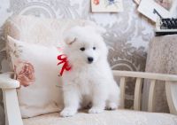 Samoyed Puppies for sale in Seattle, WA, USA. price: NA