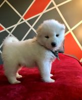 Samoyed Puppies for sale in Salisbury, MD, USA. price: NA