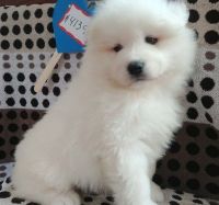 Samoyed Puppies for sale in Portland, OR, USA. price: NA