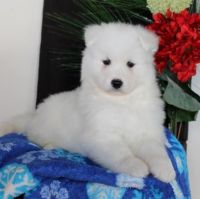 Samoyed Puppies for sale in Texas City, TX, USA. price: NA