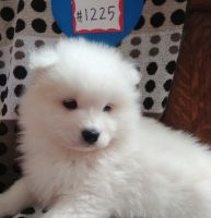 Samoyed Puppies for sale in Rowlett, TX, USA. price: NA